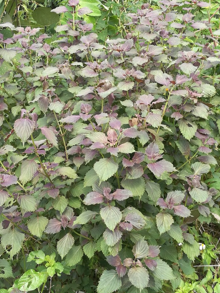 日韩精品亚洲电影天堂