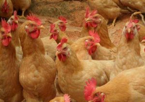 日韩精品亚洲电影天堂