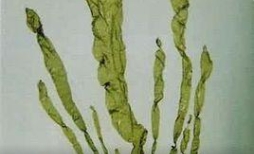 日韩精品亚洲电影天堂